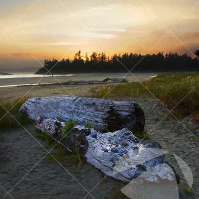 Tofino
