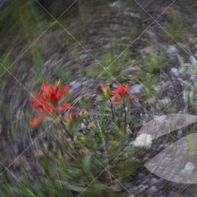 Paintbrush