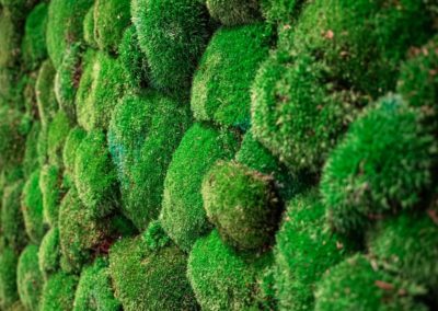 commercial photograph - detail of a moss wall