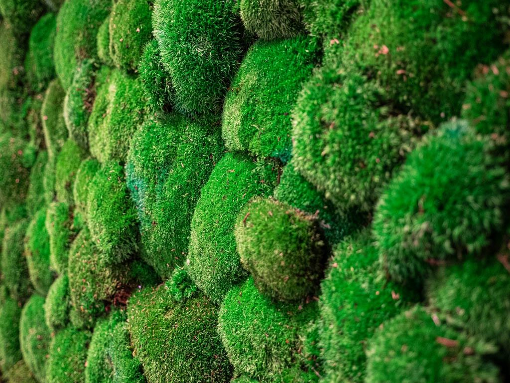 commercial photograph - detail of a moss wall
